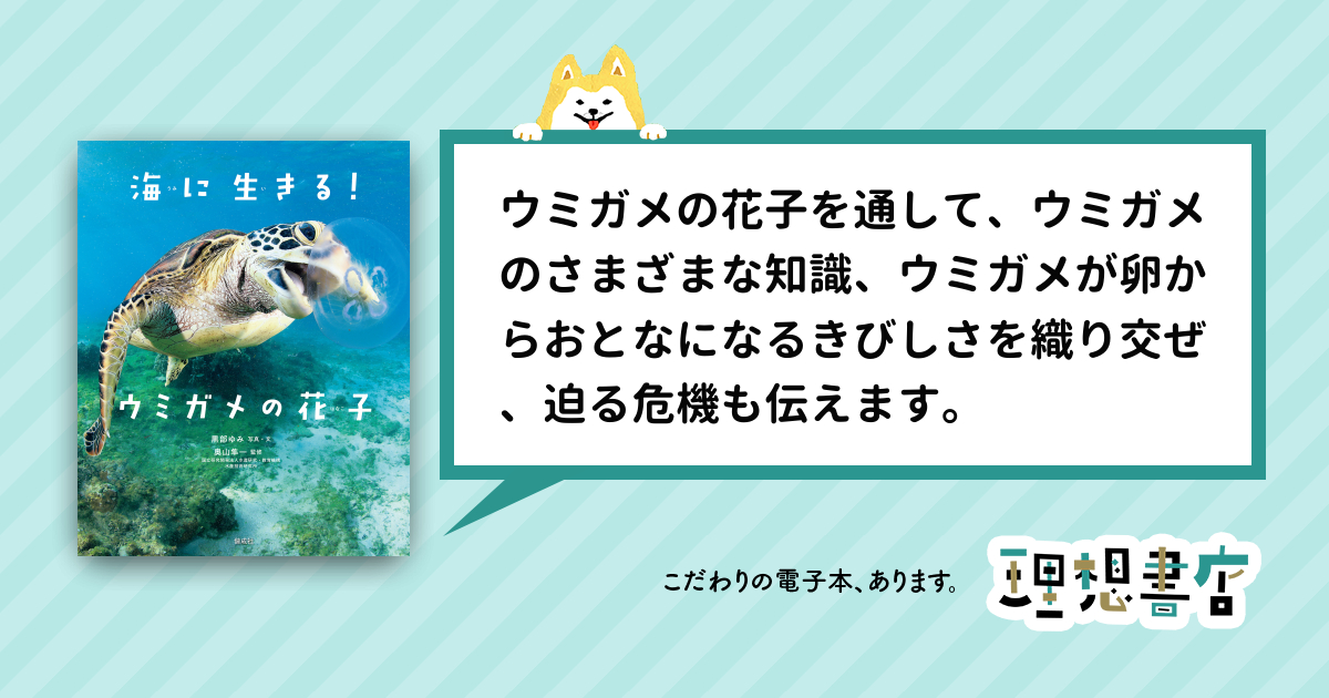 ウミガメの版画 でか ハワイ製 作家プロフィール付き